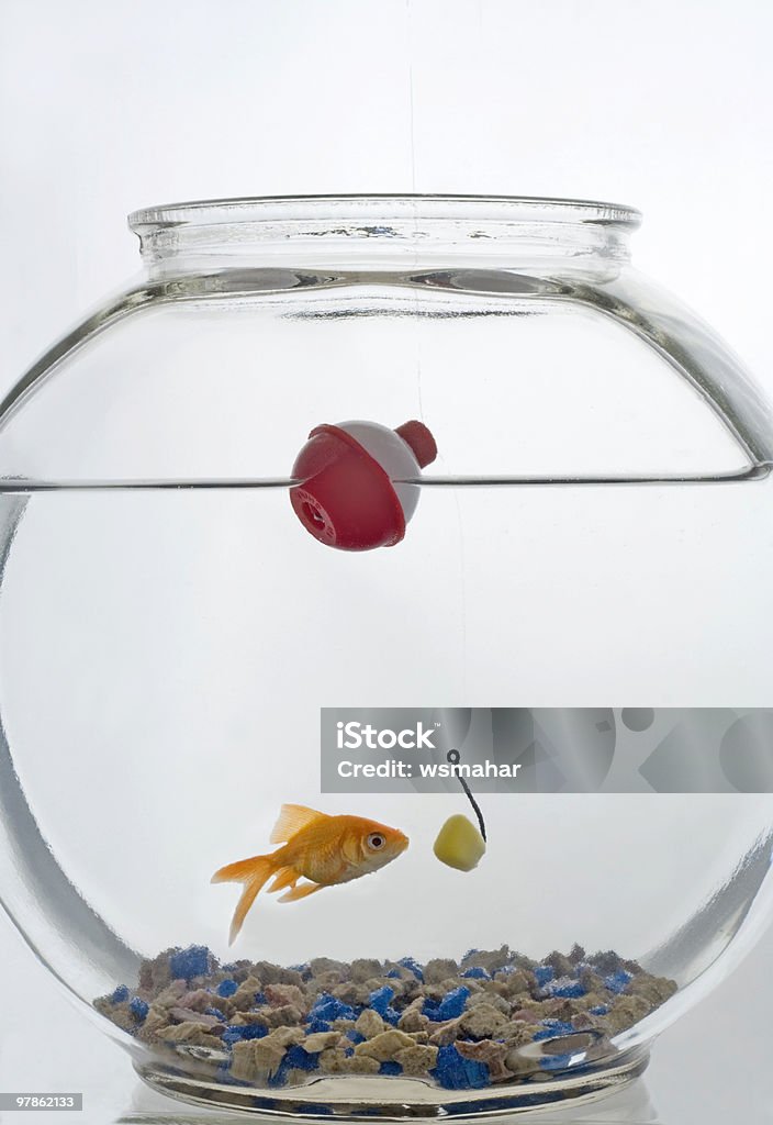Goldfish e isca - Foto de stock de Animal de estimação royalty-free