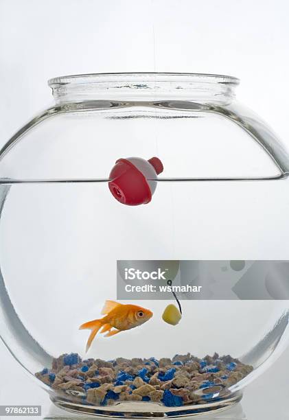 Foto de Goldfish E Isca e mais fotos de stock de Animal de estimação - Animal de estimação, Anzol de pesca, Boia de Pesca