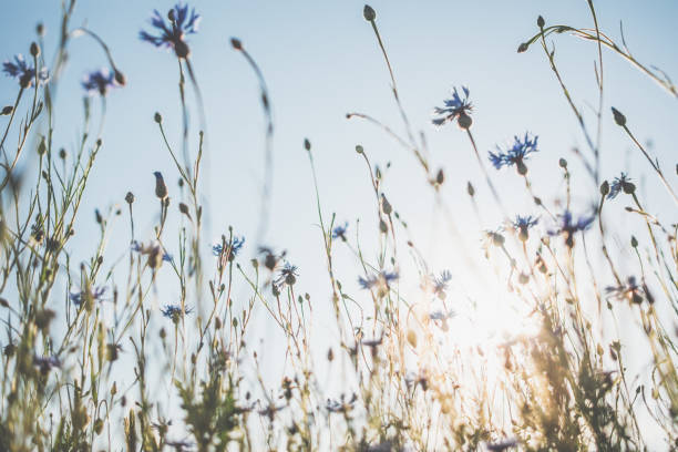 istock Cornflower in beautiful sunset against the dusk 978624174