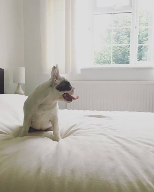 Profile of a Pied French Bulldog puppy sitting on bed, England Frenchie puppy sitting on bed with tongue sticking out pied stock pictures, royalty-free photos & images