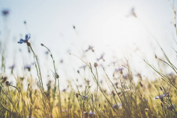istock Cornflower in beautiful sunset against the dusk 978624498