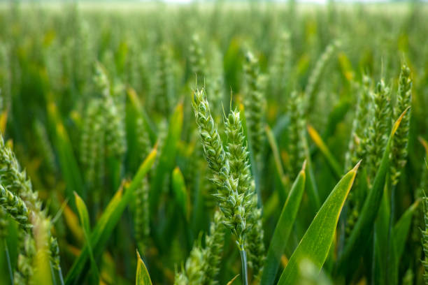 istock Bio farming, unripe green wheat plants growing on field 978625504