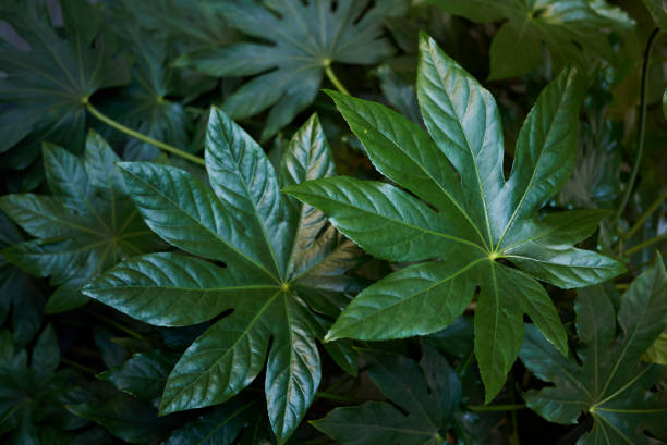 istock Fatsia japonica 978632344