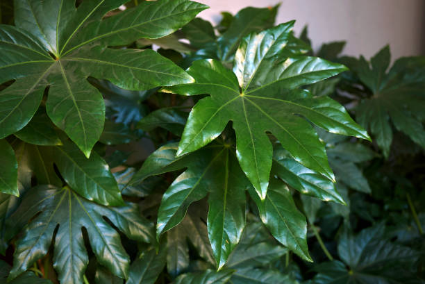 Fatsia japonica close up