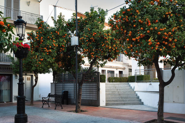Small yard with orange citrus trees in Marbella, Andalusia, Spain