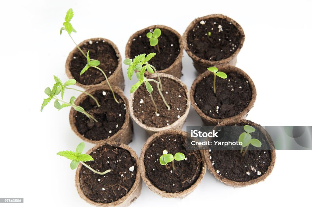 Töpfe mit Samen oder Setzlinge - Lizenzfrei Blatt - Pflanzenbestandteile Stock-Foto
