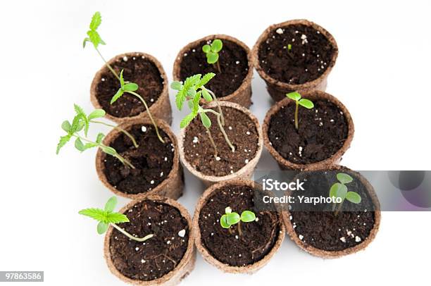 Töpfe Mit Samen Oder Setzlinge Stockfoto und mehr Bilder von Blatt - Pflanzenbestandteile - Blatt - Pflanzenbestandteile, Blumentopf, Botanik