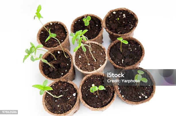 Nassas Com As Plantas - Fotografias de stock e mais imagens de Botânica - Ciência de plantas - Botânica - Ciência de plantas, Branco, Cor verde