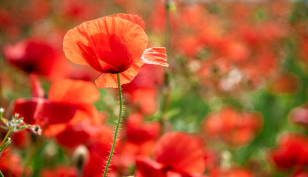 istock Beauty view of red poppy. 978641872