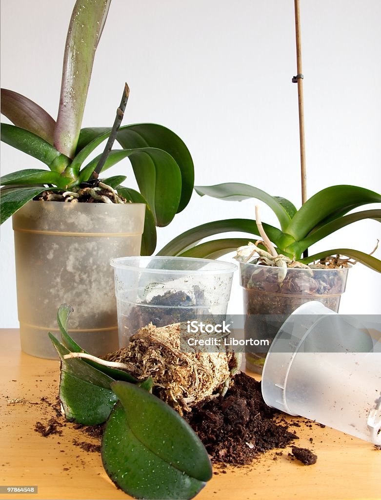 Potting  Orchid Stock Photo