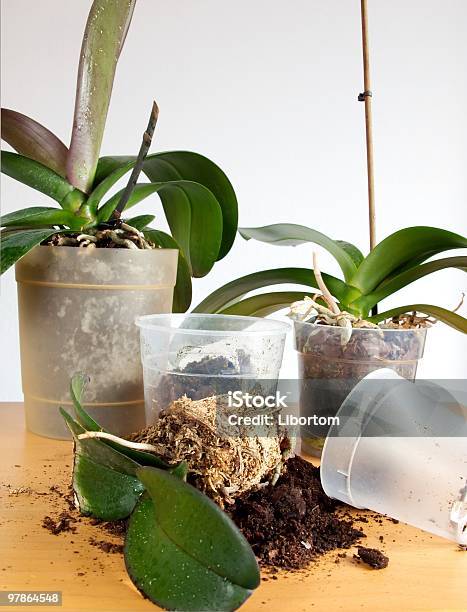 Potting Stock Photo - Download Image Now - Orchid, Dirt, Potting