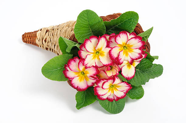 istock Primrose fuxia and white 97864783
