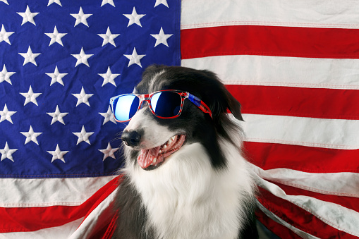 Beautiful border collie in front of a USA flag with sunglasses