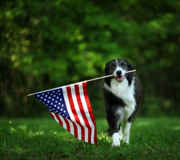 istock Happy border collie carrying USA flag 978651798