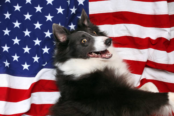 istock Happy border collie laying on American flag 978651880