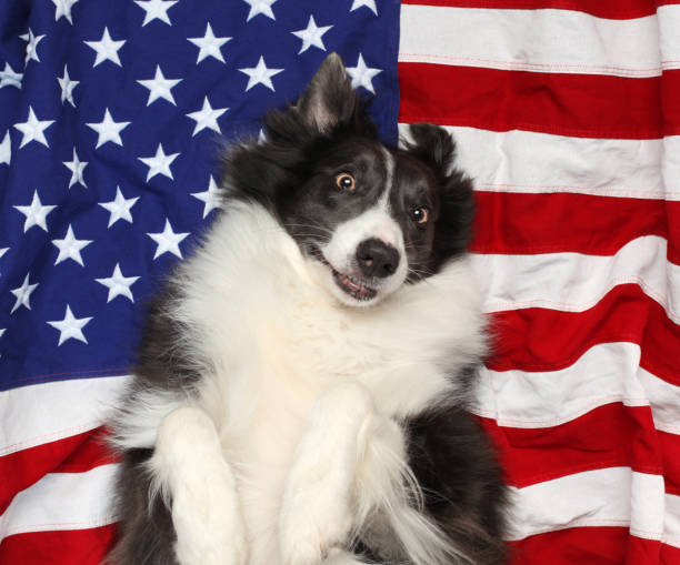 istock Happy border collie playing on American flag 978651926