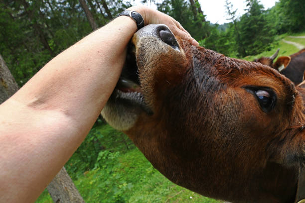 istock A cow tastes like the photographer's hand 978651928