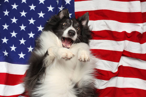istock Happy border collie playing on American flag 978652080