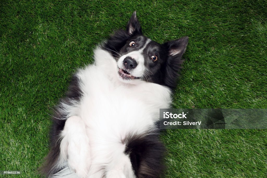 Happy border collie playing outside on the grass Rolling Stock Photo