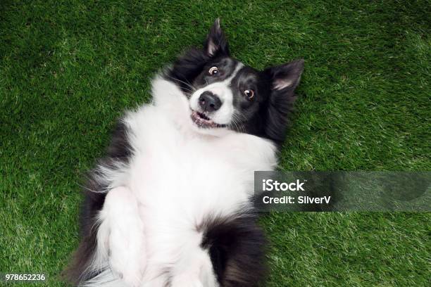 Happy Border Collie Playing Outside On The Grass Stock Photo - Download Image Now - Rolling, Dog, Above