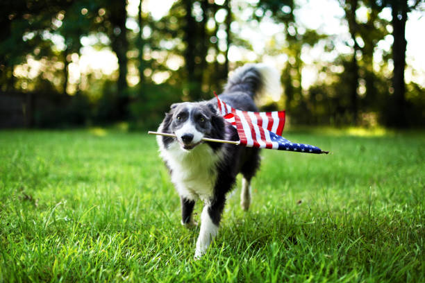 glücklicher hund draußen spielen und die amerikanische flagge - flag day stock-fotos und bilder