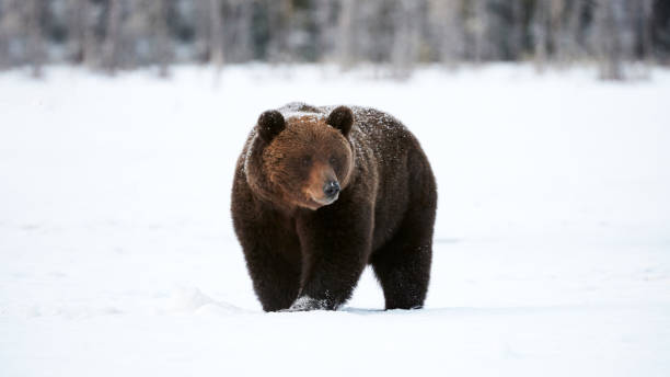 istock Brown bear in the snow 978658606