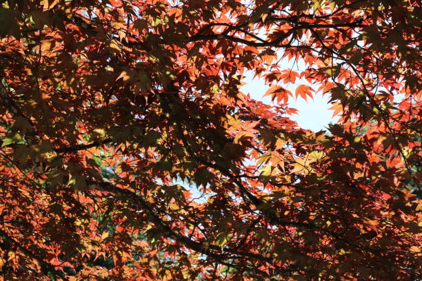 istock Red and green leaves on trees in woods 978658728