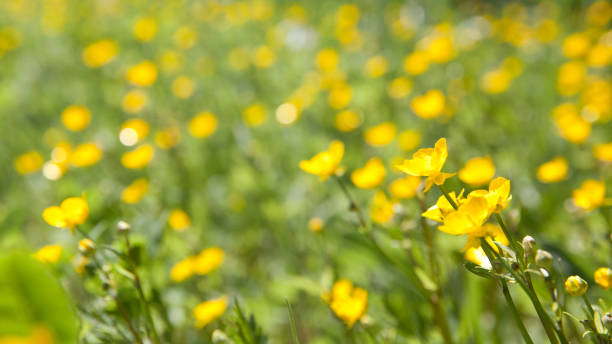 istock yellow flowers of the Buttercup 978658738