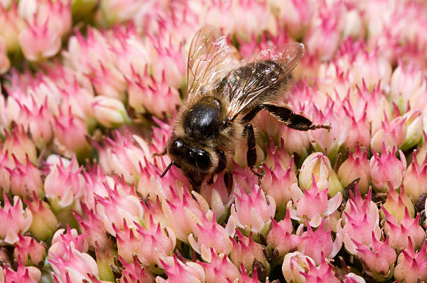 Bee Gathering Nectar stock photo