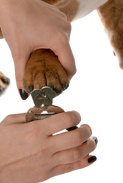 istock animal care and health 97866349