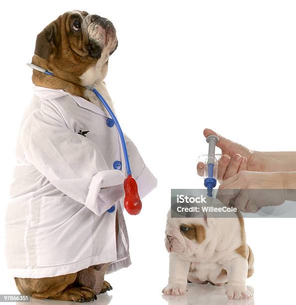 Veterinary Care Stock Photo - Download Image Now - Animal, Color Image, Concepts