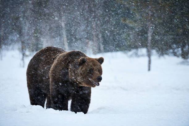 istock brown bear walking in the snow 978663732
