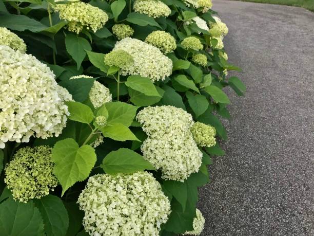 istock Hydrangea in Spring Flower Garden.  Snowballs 978663766