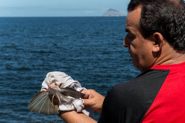 Rio de Janeiro, Brazil - April 21, 2014: Man holding a flying fish is seen in Arpoador beach. Located in the Ipanema neighborhood, it is one of Rio de Janeiro's best known tourist spots.