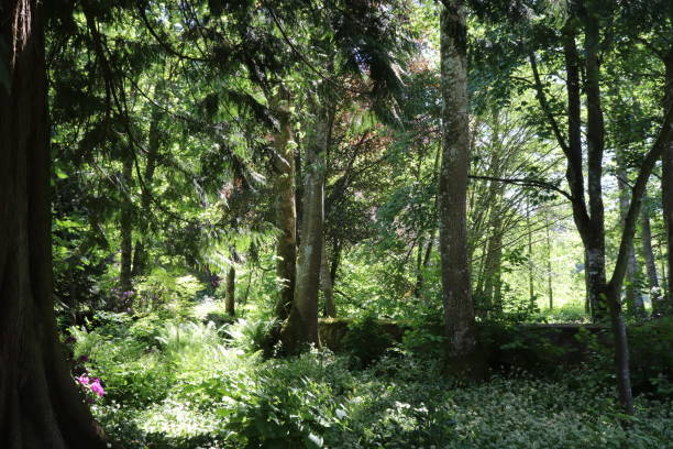 istock Trees, shrubs and plants in woods in spring 978665096