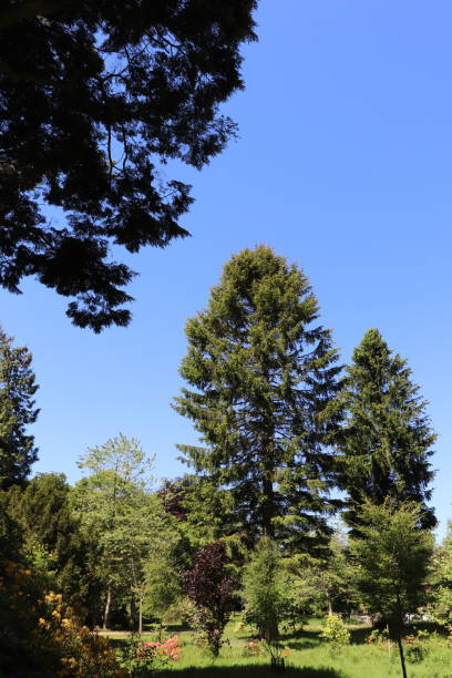 istock Trees, shrubs and plants in woods in spring 978665140