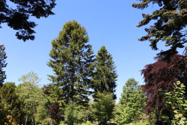 istock Trees, shrubs and plants in woods in spring 978665142