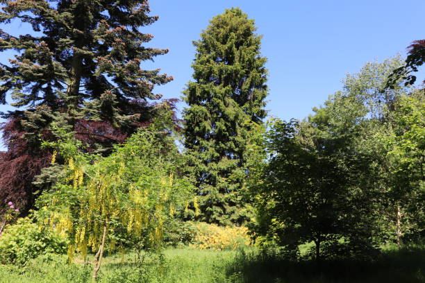 istock Trees, shrubs and plants in woods in spring 978665202