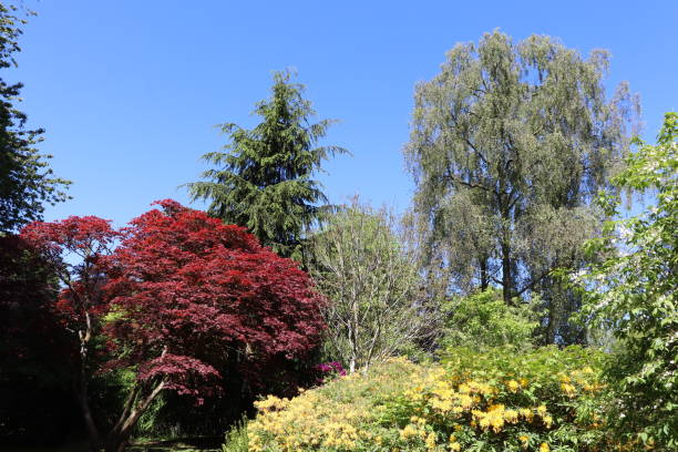 istock Trees, shrubs and plants in woods in spring 978666172