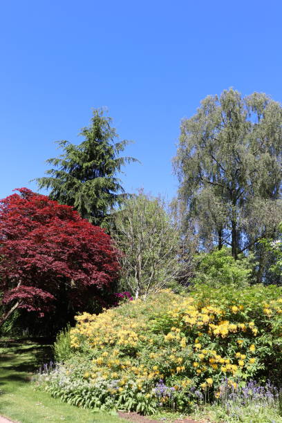 istock Trees, shrubs and plants in woods in spring 978666228