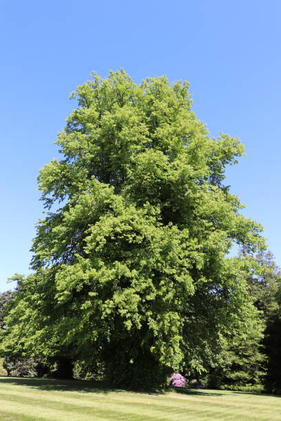 istock Trees, shrubs and plants in woods in spring 978666422