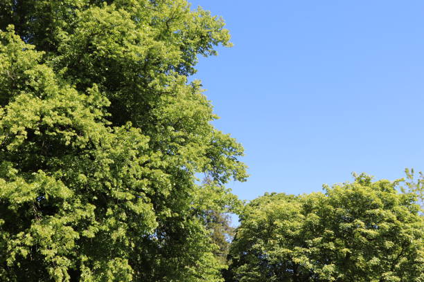 istock Trees, shrubs and plants in woods in spring 978667446