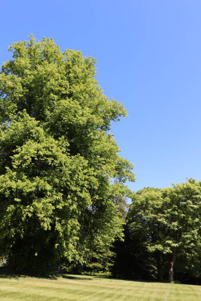 istock Trees, shrubs and plants in woods in spring 978667772