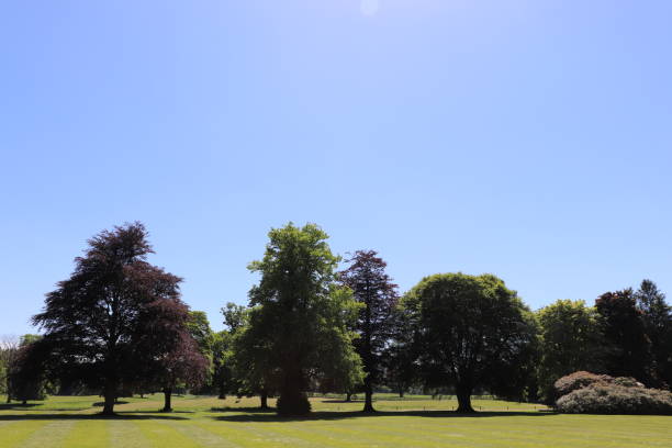 istock Trees, shrubs and plants in woods in spring 978668664
