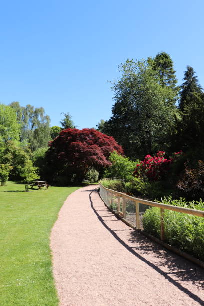 istock Trees, shrubs and plants in woods in spring 978670942