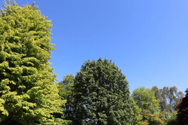 istock Trees, shrubs and plants in woods in spring 978671808