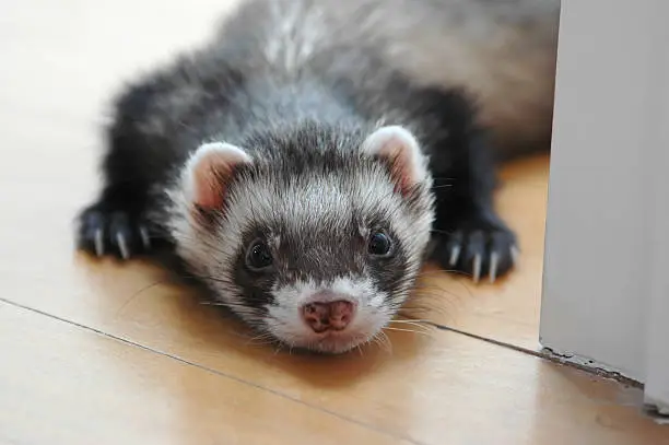 Photo of Ferret