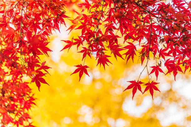 foglia d'acero giapponese nella stagione autunnale - japanese maple leaf water japan foto e immagini stock