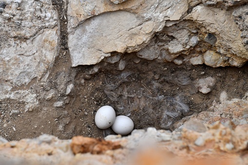 Owl eggs sit on a ledge of a cliff near the Beaverhead River of south West Montana