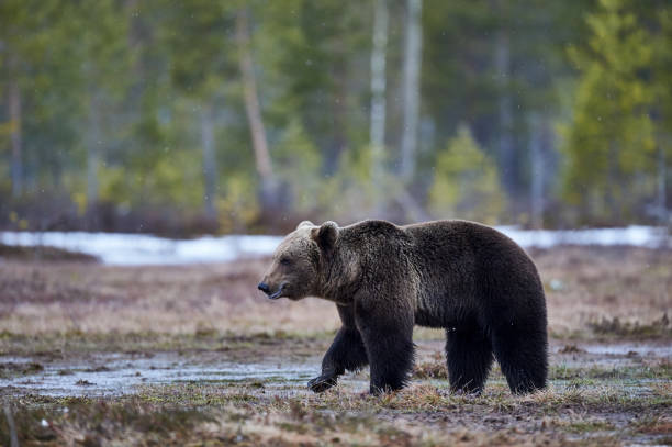 istock Brown bear in the taiga 978701294